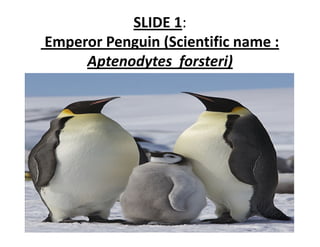 SLIDE 1:
Emperor Penguin (Scientific name : 
     Aptenodytes forsteri)
 