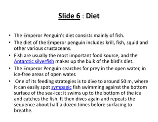 Slide 6 : Diet

• The Emperor Penguin's diet consists mainly of fish. 
• The diet of the Emperor penguin includes krill, fish, squid and 
  other various crustaceans.
• Fish are usually the most important food source, and the 
  Antarctic silverfish makes up the bulk of the bird's diet. 
• The Emperor Penguin searches for prey in the open water, in 
  ice‐free areas of open water.
• One of its feeding strategies is to dive to around 50 m, where 
  it can easily spot sympagic fish swimming against the bottom 
  surface of the sea‐ice; it swims up to the bottom of the ice 
  and catches the fish. It then dives again and repeats the 
  sequence about half a dozen times before surfacing to 
  breathe.
 
