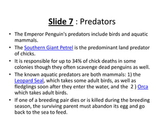 Slide 7 : Predators
• The Emperor Penguin's predators include birds and aquatic 
  mammals. 
• The Southern Giant Petrel is the predominant land predator 
  of chicks.
• It is responsible for up to 34% of chick deaths in some 
  colonies though they often scavenge dead penguins as well. 
• The known aquatic predators are both mammals: 1) the 
  Leopard Seal, which takes some adult birds, as well as 
  fledglings soon after they enter the water, and the  2 ) Orca
  which takes adult birds.
• If one of a breeding pair dies or is killed during the breeding 
  season, the surviving parent must abandon its egg and go 
  back to the sea to feed.
 