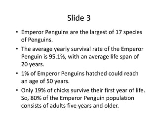 Slide 3
• Emperor Penguins are the largest of 17 species 
  of Penguins.
• The average yearly survival rate of the Emperor 
  Penguin is 95.1%, with an average life span of  
  20 years. 
• 1% of Emperor Penguins hatched could reach 
  an age of 50 years. 
• Only 19% of chicks survive their first year of life. 
  So, 80% of the Emperor Penguin population 
  consists of adults five years and older.
 