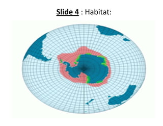 Slide 4 : Habitat: 
 