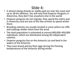 Slide 4:
• It almost always breeds on stable pack ice near the coast and 
  up to 18 km offshore. You will only find Emperor Penguins in 
  Antarctica, they don't live anywhere else in the world.
• Emperor penguins do not migrate, they spend the entire year 
  in Antarctica and are one of the few animals to spend winter 
  there.
• Breeding colonies are usually located in areas where ice cliffs 
  and icebergs shelter them from the wind.
• The total population is estimated at around 400,000–450,000 
  individuals, which are distributed among 40 independent 
  colonies.
• Emperor penguins live on the Antarctic ice and feed in the 
  waters of the Antarctic. 
• They even breed and lay their eggs during the freezing 
  temperatures of the Antarctic during winter
 