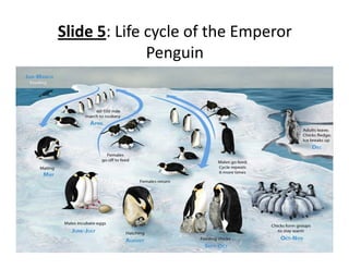 Slide 5: Life cycle of the Emperor 
              Penguin
 
