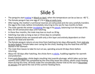 Slide 5
•   The penguins start mating in March or April, when the temperature can be as low as −40 °C .
•   The female penguin lays one egg of 1 lb in May or early June.
•   After laying, the mother's nutritional reserves are exhausted and she very carefully transfers 
    the egg to the male, before immediately returning to the sea for two months to feed.
•   The male spends the winter incubating the egg in his pouch, balancing it on the tops of his 
    feet, for 64 consecutive days until hatching.
•   In these four months, the male may lose as much as 20 kg.
•   Hatching may take as long as two or three days to complete.
•   Newly hatched chicks are covered with only a thin layer and entirely dependent on their 
    parents for food and warmth.
•   The female penguin returns at any time from hatching to ten days afterwards, from mid‐July 
    to early August. Female takes over caring for the chick, feeding it by the food that she has 
    stored in her stomach. 
•   The male then leaves to take his turn at sea, spending around 24 days there before 
    returning.
•   About 45–50 days after hatching, the chicks form a crèche, huddling together for warmth 
    and protection.
•   From early November, chicks begin moulting into juvenile plumage, which takes up to two 
    months and is often not completed by the time they leave the colony; adults cease feeding 
    them during this time. All birds make the considerably shorter trek to the sea in December 
    or January and spend the rest of the summer feeding there.
 