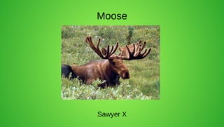 Moose




Sawyer X
 
