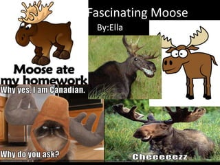 Fascinating Moose
 By:Ella
 