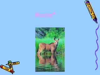 Moose* 