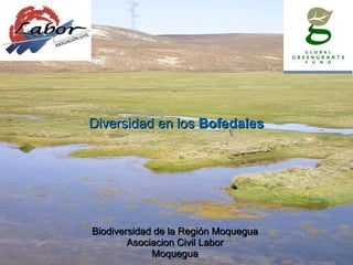 Diversidad en los  Bofedales Biodiversidad de la Región Moquegua Asociacion Civil Labor Moquegua 