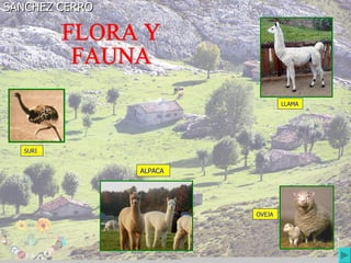 SANCHEZ CERRO SURI LLAMA ALPACA OVEJA FLORA Y FAUNA 