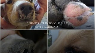 SIGNOS CLINICOS DE LA
ENFERMEDAD
 