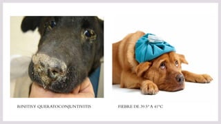 RINITISY QUERATOCONJUNTIVITIS FIEBRE DE 39.5° A 41°C
 