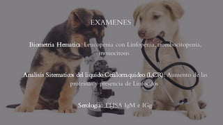 EXAMENES
Biometria Hematica: Leucopenia con Linfopenia, trombocitopenia,
monocitosis
Analisis Sitematicos del liquido Cefalorraquideo (LCR): Aumento de las
proteinas y presencia de Linfocitos
Serologia: ELISA IgM e IGg
 