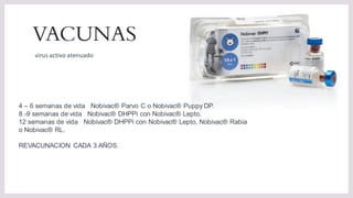 VACUNAS
virus activo atenuado
4 – 6 semanas de vida Nobivac® Parvo C o Nobivac® Puppy DP.
8 -9 semanas de vida Nobivac® DHPPi con Nobivac® Lepto.
12 semanas de vida Nobivac® DHPPi con Nobivac® Lepto, Nobivac® Rabia
o Nobivac® RL.
REVACUNACION CADA 3 AÑOS.
 