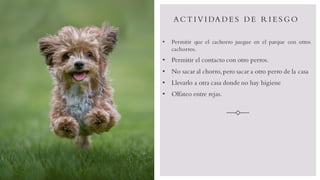 ACT I V I DA DE S DE R I E S G O
• Permitir que el cachorro juegue en el parque con otros
cachorros.
• Permitir el contacto con otro perros.
• No sacar al chorro,pero sacar a otro perro de la casa
• Llevarlo a otra casa donde no hay higiene
• Olfateo entre rejas.
 
