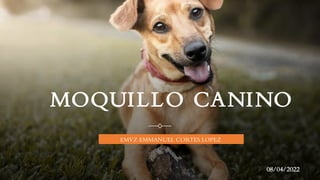 MOQUILLO CANINO
EMVZ EMMANUEL CORTES LOPEZ
08/04/2022
 