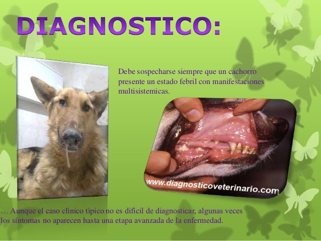 vitamina b para perros con moquillo