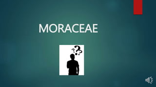 MORACEAE
 
