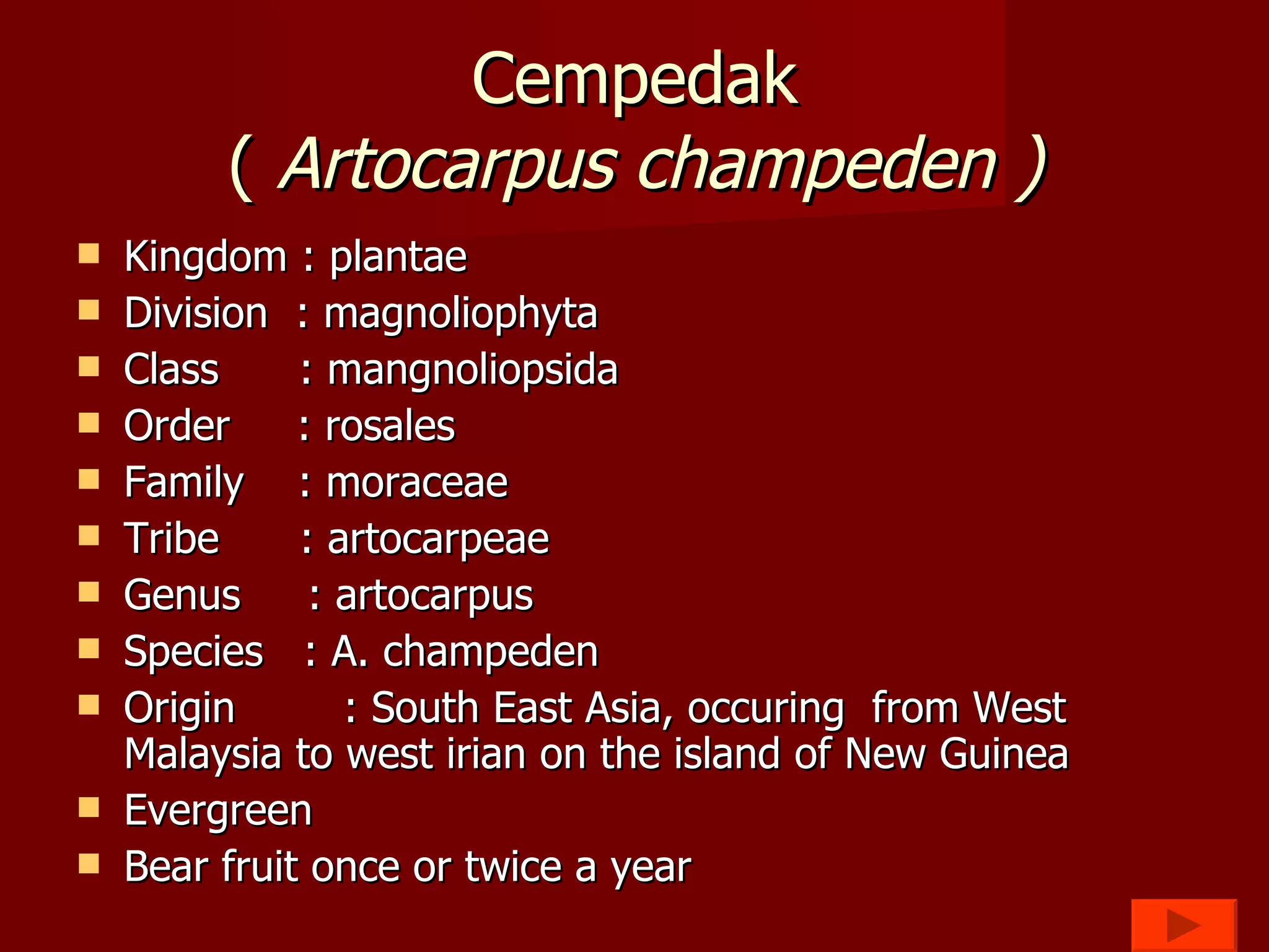 Cempedak (  Artocarpus champeden ) Kingdom : plantae Division  : magnoliophyta Class  : mangnoliopsida Order  : rosales Family  : moraceae Tribe  : artocarpeae Genus  : artocarpus Species  : A. champeden Origin  : South East Asia, occuring  from West Malaysia to west irian on the island of New Guinea  Evergreen Bear fruit once or twice a year 