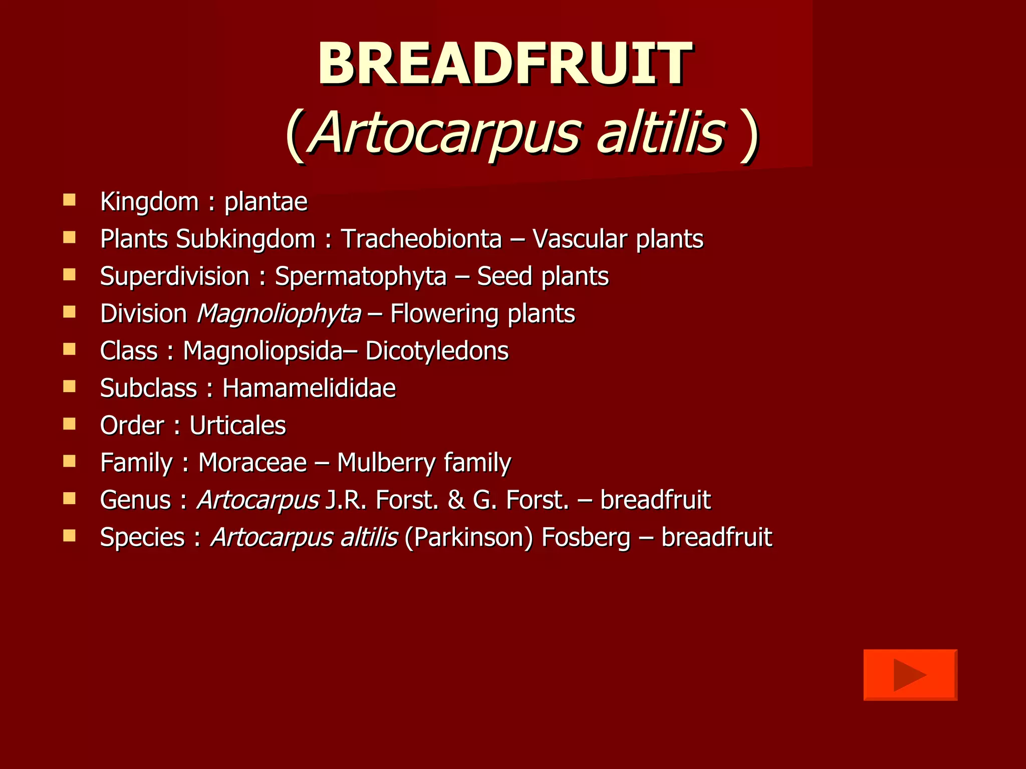 BREADFRUIT    ( Artocarpus   altilis  ) Kingdom : plantae  Plants Subkingdom : Tracheobionta – Vascular plants Superdivision : Spermatophyta – Seed plants Division  Magnoliophyta  – Flowering plants Class : Magnoliopsida– Dicotyledons Subclass : Hamamelididae Order : Urticales  Family : Moraceae – Mulberry family Genus :  Artocarpus  J.R. Forst. & G. Forst. – breadfruit Species :  Artocarpus   altilis  (Parkinson) Fosberg – breadfruit 