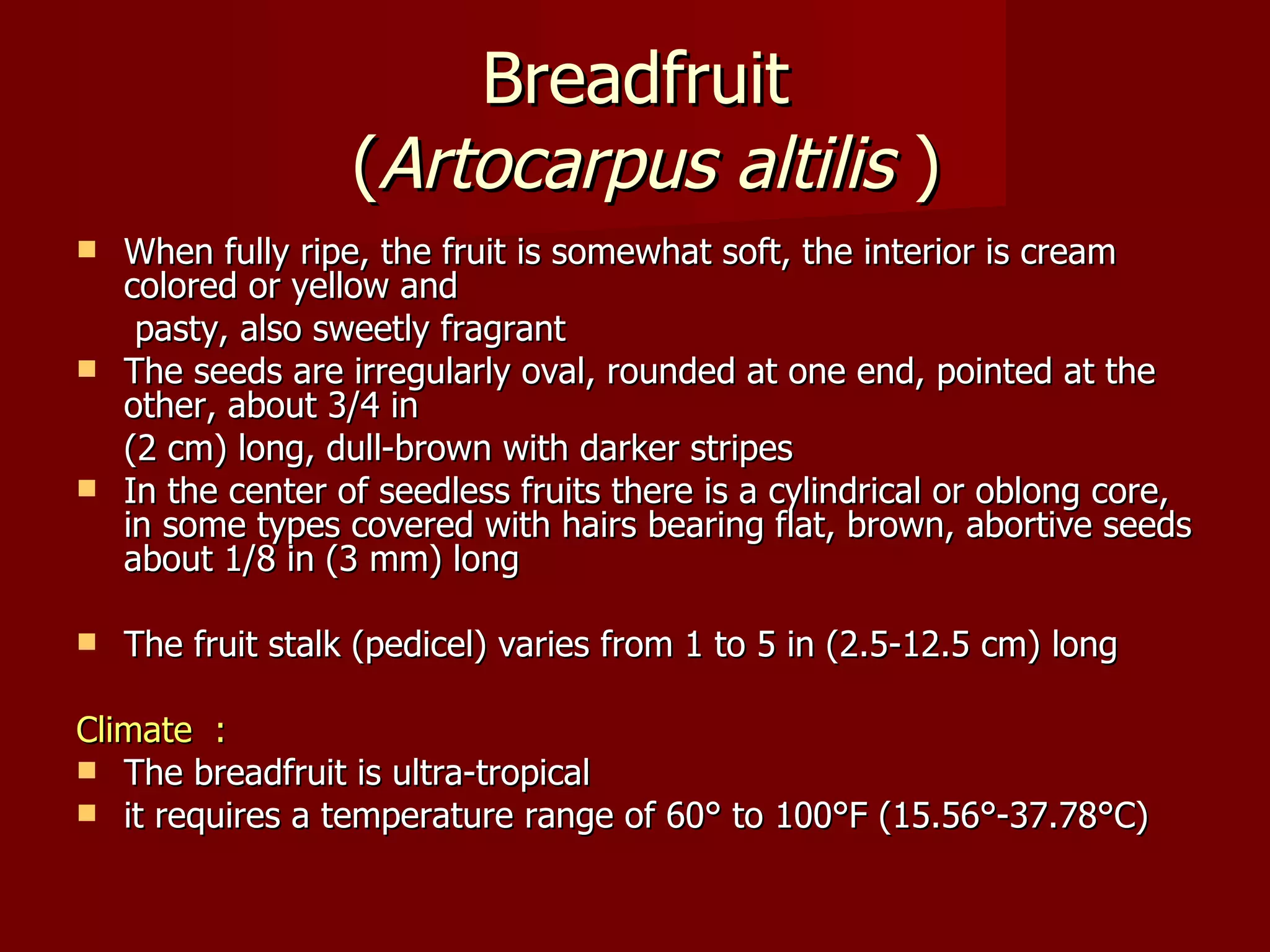Breadfruit  ( Artocarpus   altilis  ) When fully ripe, the fruit is somewhat soft, the interior is cream colored or yellow and   pasty, also sweetly fragrant The seeds are irregularly oval, rounded at one end, pointed at the other, about 3/4 in (2 cm) long, dull-brown with darker stripes In the center of seedless fruits there is a cylindrical or oblong core, in some types covered with hairs bearing flat, brown, abortive seeds about 1/8 in (3 mm) long The fruit stalk (pedicel) varies from 1 to 5 in (2.5-12.5 cm) long Climate  : The breadfruit is ultra-tropical it requires a temperature range of 60° to 100°F (15.56°-37.78°C) 