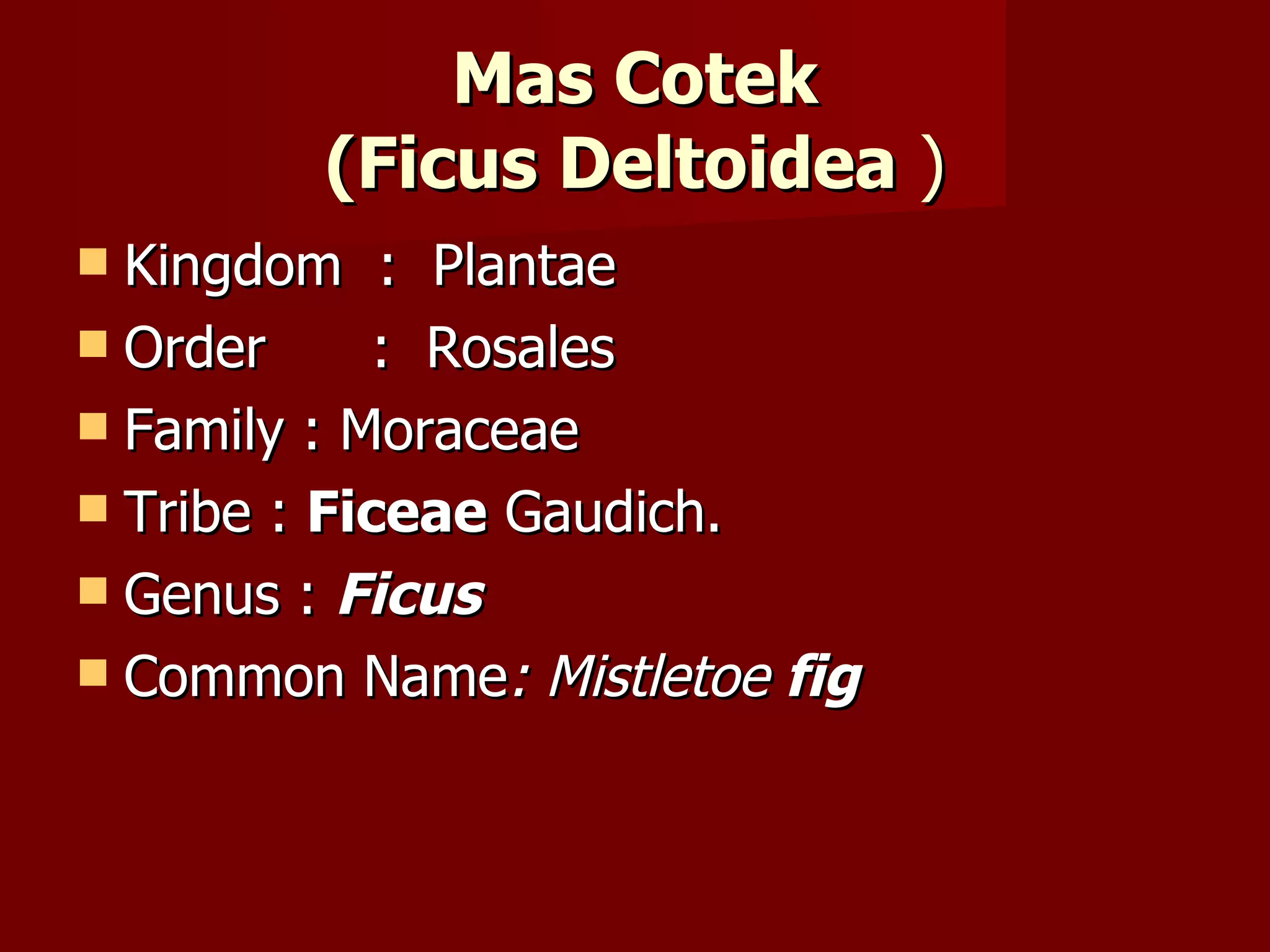 Mas Cotek (Ficus Deltoidea  ) Kingdom  :  Plantae Order  :  Rosales Family : Moraceae Tribe :  Ficeae  Gaudich. Genus :  Ficus Common Name :  Mistletoe  fig 
