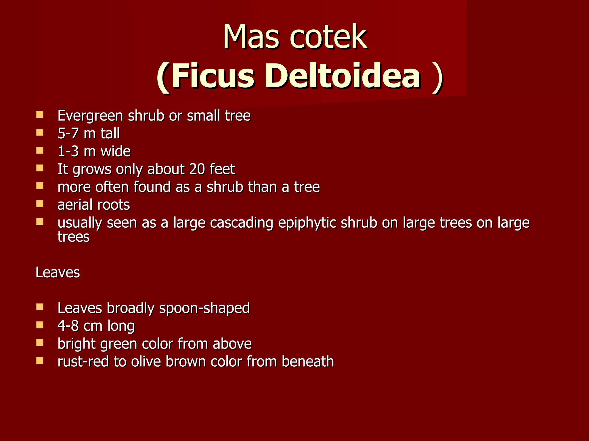 Mas cotek   (Ficus Deltoidea  ) Evergreen shrub or small tree 5-7 m tall 1-3 m wide It grows only about 20 feet more often found as a shrub than a tree aerial roots usually seen as a large cascading epiphytic shrub on large trees on large trees Leaves Leaves broadly spoon-shaped 4-8 cm long bright green color from above rust-red to olive brown color from beneath 