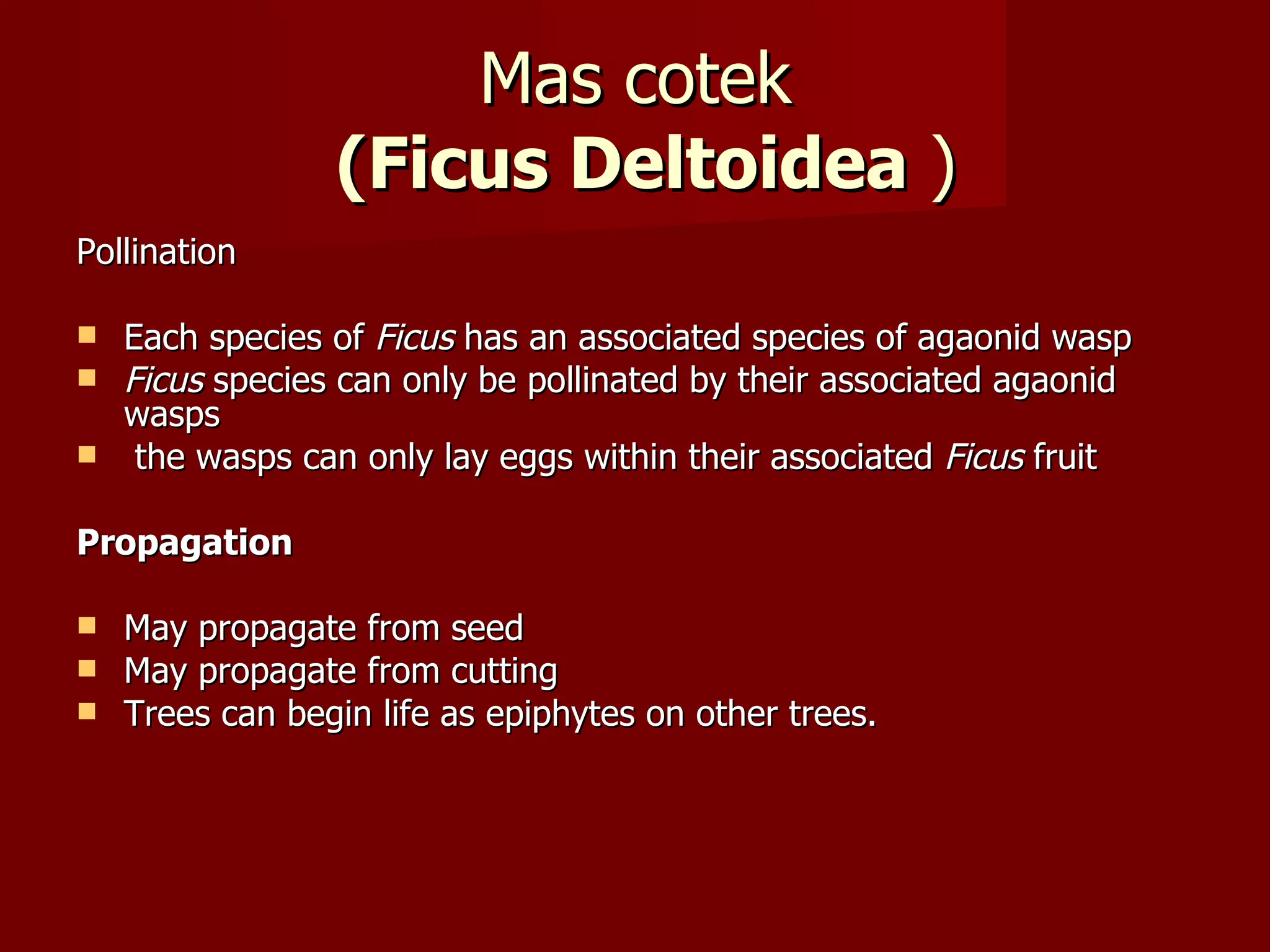 Mas cotek   (Ficus Deltoidea  ) Pollination Each species of  Ficus  has an associated species of agaonid wasp Ficus  species can only be pollinated by their associated agaonid wasps the wasps can only lay eggs within their associated  Ficus  fruit Propagation May propagate from seed May propagate from cutting Trees can begin life as epiphytes on other trees. 