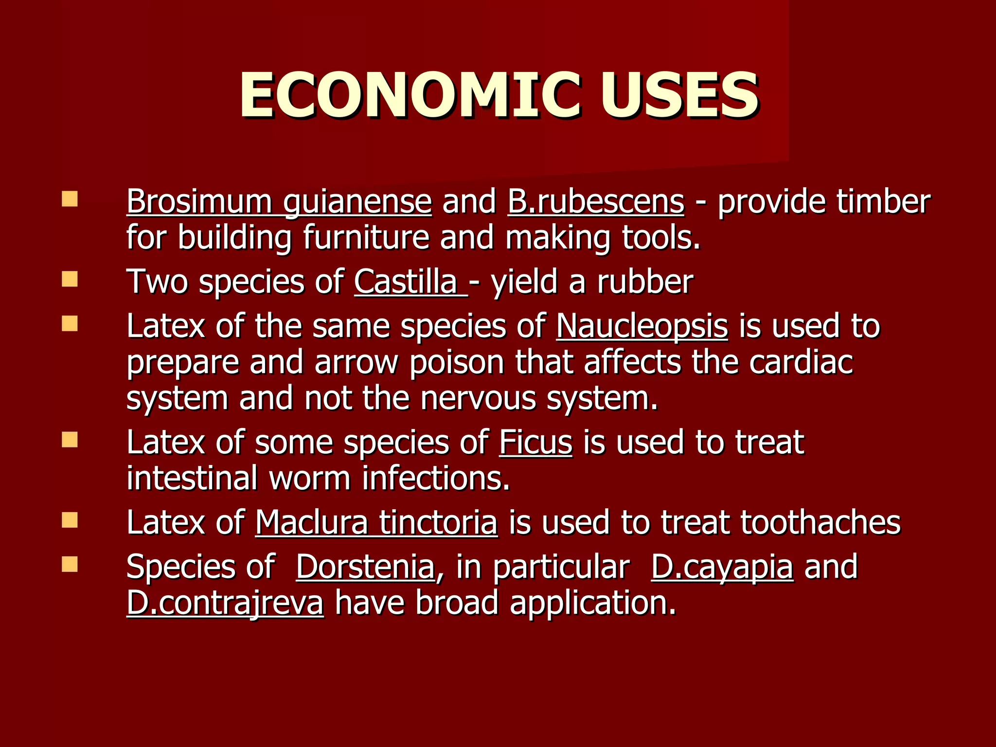 ECONOMIC USES Brosimum guianense  and  B.rubescens  - provide timber for building furniture and making tools. Two species of  Castilla  - yield a rubber  Latex of the same species of  Naucleopsis  is used to prepare and arrow poison that affects the cardiac system and not the nervous system. Latex of some species of  Ficus  is used to treat intestinal worm infections. Latex of  Maclura tinctoria  is used to treat toothaches Species of  Dorstenia , in particular  D.cayapia  and  D.contrajreva  have broad application. 