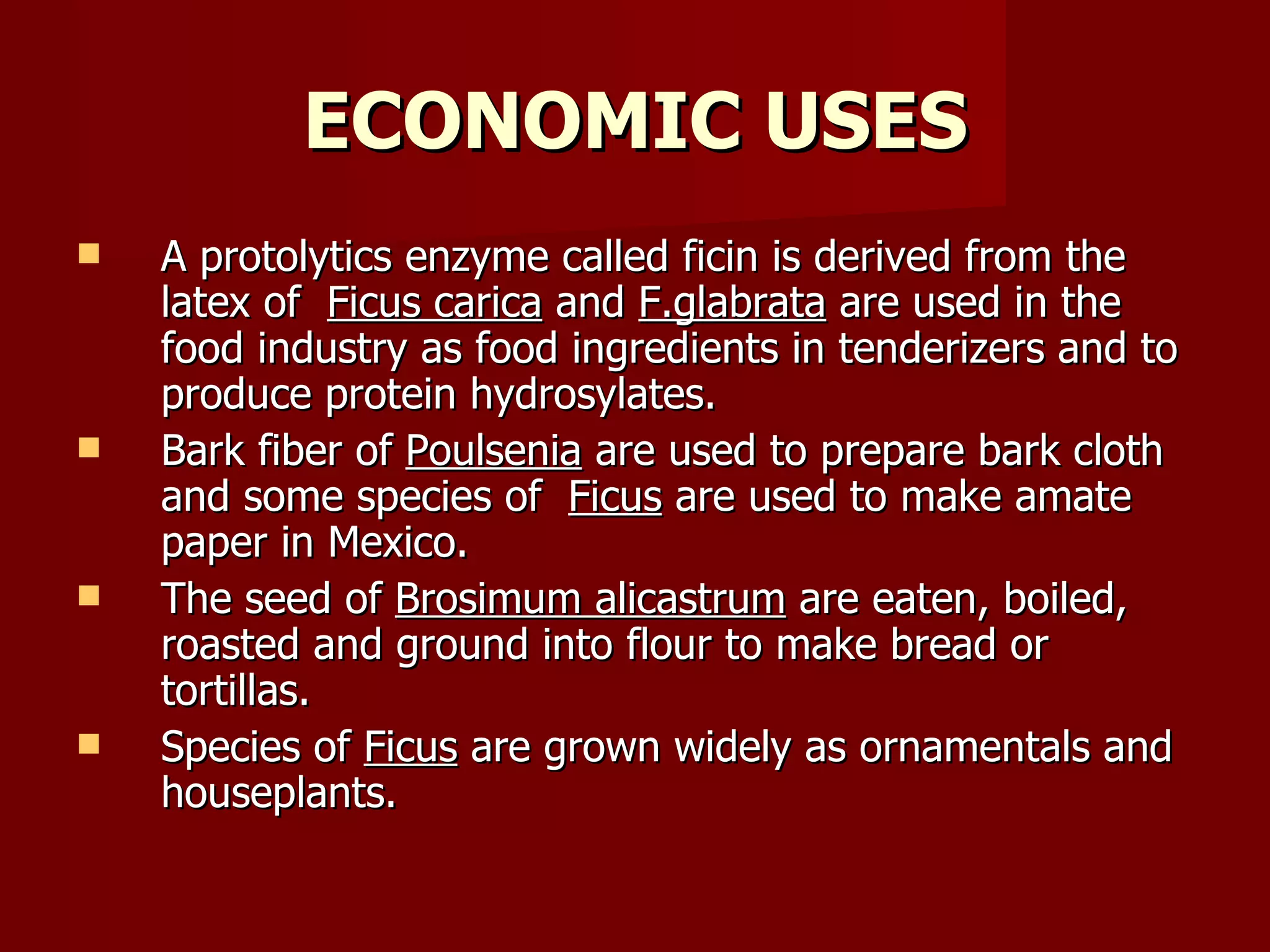 ECONOMIC USES A protolytics enzyme called ficin is derived from the latex of  Ficus carica  and  F.glabrata  are used in the food industry as food ingredients in tenderizers and to produce protein hydrosylates. Bark fiber of  Poulsenia  are used to prepare bark cloth and some species of  Ficus  are used to make amate paper in Mexico. The seed of  Brosimum alicastrum  are eaten, boiled, roasted and ground into flour to make bread or tortillas. Species of  Ficus  are grown widely as ornamentals and houseplants.  