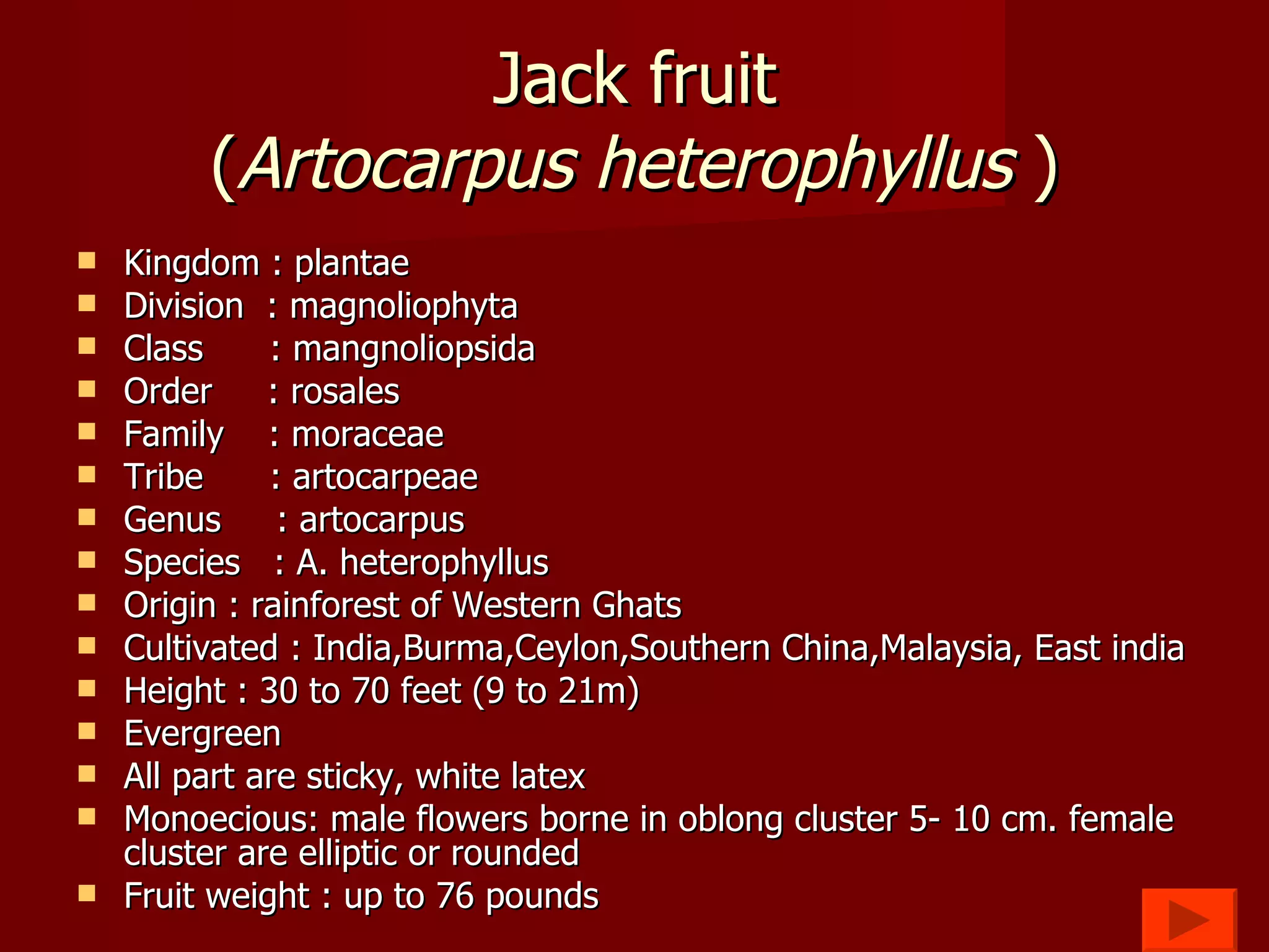 Jack fruit ( Artocarpus heterophyllus  ) Kingdom : plantae Division  : magnoliophyta Class  : mangnoliopsida Order  : rosales Family  : moraceae Tribe  : artocarpeae Genus  : artocarpus Species  : A. heterophyllus Origin : rainforest of Western Ghats Cultivated : India,Burma,Ceylon,Southern China,Malaysia, East india  Height : 30 to 70 feet (9 to 21m) Evergreen All part are sticky, white latex Monoecious: male flowers borne in oblong cluster 5- 10 cm. female cluster are elliptic or rounded Fruit weight : up to 76 pounds 