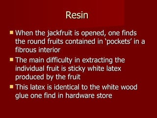 Resin  When the jackfruit is opened, one finds the round fruits contained in ‘pockets’ in a fibrous interior The main difficulty in extracting the individual fruit is sticky white latex produced by the fruit This latex is identical to the white wood glue one find in hardware store 