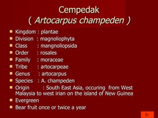 Cempedak (  Artocarpus champeden ) Kingdom : plantae Division  : magnoliophyta Class  : mangnoliopsida Order  : rosales Family  : moraceae Tribe  : artocarpeae Genus  : artocarpus Species  : A. champeden Origin  : South East Asia, occuring  from West Malaysia to west irian on the island of New Guinea  Evergreen Bear fruit once or twice a year 