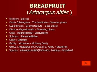 BREADFRUIT    ( Artocarpus   altilis  ) Kingdom : plantae  Plants Subkingdom : Tracheobionta – Vascular plants Superdivision : Spermatophyta – Seed plants Division  Magnoliophyta  – Flowering plants Class : Magnoliopsida– Dicotyledons Subclass : Hamamelididae Order : Urticales  Family : Moraceae – Mulberry family Genus :  Artocarpus  J.R. Forst. & G. Forst. – breadfruit Species :  Artocarpus   altilis  (Parkinson) Fosberg – breadfruit 