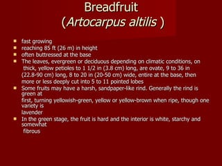 Breadfruit  ( Artocarpus   altilis  ) fast growing reaching 85 ft (26 m) in height often buttressed at the base The leaves, evergreen or deciduous depending on climatic conditions, on    thick, yellow petioles to 1 1/2 in (3.8 cm) long, are ovate, 9 to 36 in (22.8-90 cm) long, 8 to 20 in (20-50 cm) wide, entire at the base, then more or less deeply cut into 5 to 11 pointed lobes Some fruits may have a harsh, sandpaper-like rind. Generally the rind is green at  first, turning yellowish-green, yellow or yellow-brown when ripe, though one variety is lavender In the green stage, the fruit is hard and the interior is white, starchy and somewhat   fibrous 