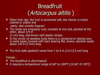 Breadfruit  ( Artocarpus   altilis  ) When fully ripe, the fruit is somewhat soft, the interior is cream colored or yellow and   pasty, also sweetly fragrant The seeds are irregularly oval, rounded at one end, pointed at the other, about 3/4 in (2 cm) long, dull-brown with darker stripes In the center of seedless fruits there is a cylindrical or oblong core, in some types covered with hairs bearing flat, brown, abortive seeds about 1/8 in (3 mm) long The fruit stalk (pedicel) varies from 1 to 5 in (2.5-12.5 cm) long Climate  : The breadfruit is ultra-tropical it requires a temperature range of 60° to 100°F (15.56°-37.78°C) 