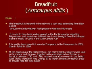 Breadfruit  ( Artocarpus   altilis  ) Origin : The breadfruit is believed to be native to a vast area extending from New Guinea   through the Indo-Malayan Archipelago to Western Micronesia It is said to have been widely spread in the Pacific area by migrating Polynesians, and Hawaiians believed that it was brought from the Samoan island of Upalu to Oahu in the 12th Century A.D It is said to have been first seen by Europeans in the Marquesas in 1595, then in Tahiti in 1606 At the beginning of the 18th Century, the early English explorers were loud in its praises, and its fame, together with several periods of famine in Jamaica between 1780 and 1786, inspired plantation owners in the British West Indies to petition King George III to import seedless breadfruit trees to provide food for their slaves 
