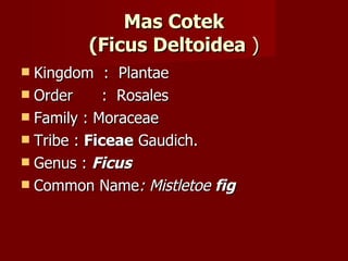 Mas Cotek (Ficus Deltoidea  ) Kingdom  :  Plantae Order  :  Rosales Family : Moraceae Tribe :  Ficeae  Gaudich. Genus :  Ficus Common Name :  Mistletoe  fig 