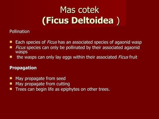 Mas cotek   (Ficus Deltoidea  ) Pollination Each species of  Ficus  has an associated species of agaonid wasp Ficus  species can only be pollinated by their associated agaonid wasps the wasps can only lay eggs within their associated  Ficus  fruit Propagation May propagate from seed May propagate from cutting Trees can begin life as epiphytes on other trees. 