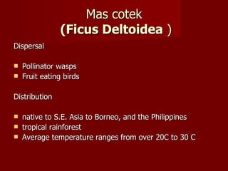 Mas cotek   (Ficus Deltoidea  ) Dispersal Pollinator wasps Fruit eating birds Distribution  native to S.E. Asia to Borneo, and the Philippines tropical rainforest Average temperature ranges from over 20C to 30 C 