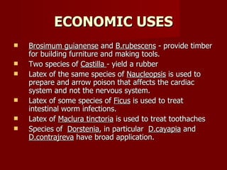 ECONOMIC USES Brosimum guianense  and  B.rubescens  - provide timber for building furniture and making tools. Two species of  Castilla  - yield a rubber  Latex of the same species of  Naucleopsis  is used to prepare and arrow poison that affects the cardiac system and not the nervous system. Latex of some species of  Ficus  is used to treat intestinal worm infections. Latex of  Maclura tinctoria  is used to treat toothaches Species of  Dorstenia , in particular  D.cayapia  and  D.contrajreva  have broad application. 
