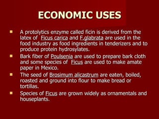ECONOMIC USES A protolytics enzyme called ficin is derived from the latex of  Ficus carica  and  F.glabrata  are used in the food industry as food ingredients in tenderizers and to produce protein hydrosylates. Bark fiber of  Poulsenia  are used to prepare bark cloth and some species of  Ficus  are used to make amate paper in Mexico. The seed of  Brosimum alicastrum  are eaten, boiled, roasted and ground into flour to make bread or tortillas. Species of  Ficus  are grown widely as ornamentals and houseplants.  