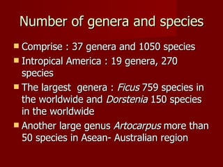 Number of genera and species Comprise : 37 genera and 1050 species Intropical America : 19 genera, 270 species The largest  genera :  Ficus  759 species in the worldwide and  Dorstenia  150 species in the worldwide Another large genus  Artocarpus  more than 50 species in Asean- Australian region  