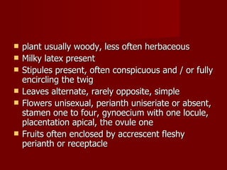 plant usually woody, less often herbaceous Milky latex present Stipules present, often conspicuous and / or fully encircling the twig Leaves alternate, rarely opposite, simple Flowers unisexual, perianth uniseriate or absent, stamen one to four, gynoecium with one locule, placentation apical, the ovule one Fruits often enclosed by accrescent fleshy perianth or receptacle  