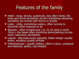 Features of the family Habit : trees, shrubs, subshrubs, less often herbs, the trees and shrub terrestrial, brunch sometimes abscising, sometime are armed with thorns or prickle Latex : milky, sometimes watery, often turning to brownish when exposed to air Stipules : often conspicuous ( to 10 cm long in some  Ficus  ), the bases often encircling stems,leaving circular scars, caducous, persistents Leaves : alternate,rarely opposite, blade margin usually entire, venation usually pinnate Inflorescences : usually axillary, often in pairs, unisexual and bisexual, spikes, cup-shaped 
