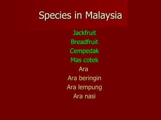 Species in Malaysia Jackfruit Breadfruit Cempedak Mas cotek Ara  Ara beringin Ara lempung Ara nasi 