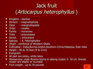 Jack fruit ( Artocarpus heterophyllus  ) Kingdom : plantae Division  : magnoliophyta Class  : mangnoliopsida Order  : rosales Family  : moraceae Tribe  : artocarpeae Genus  : artocarpus Species  : A. heterophyllus Origin : rainforest of Western Ghats Cultivated : India,Burma,Ceylon,Southern China,Malaysia, East india  Height : 30 to 70 feet (9 to 21m) Evergreen All part are sticky, white latex Monoecious: male flowers borne in oblong cluster 5- 10 cm. female cluster are elliptic or rounded Fruit weight : up to 76 pounds 