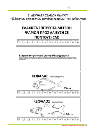 ΓΥΜΝΑΣΙΟ-ΛΥΚΕΙΟ ΣΧΟΛΗΣ ΜΩΡΑΪΤΗ 60 
3. ΔΕΙΓΜΑΤΑ ΣΕΛΙΔΩΝ ΟΔΗΓΟΥ 
«Ελάχιστων επιτρεπτών μεγεθών ψαριών» (σε σμίκρυνση) 
 