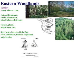 Eastern Woodlands W eather: s nowy winters , rain Natural Resources: rivers, ocean/coast lots of lakes and streams Forests, plants,  maple trees, elm, deer, bears, beavers, birds, fish corn, sunflowers, tobacco, vegetables, nuts, berries 