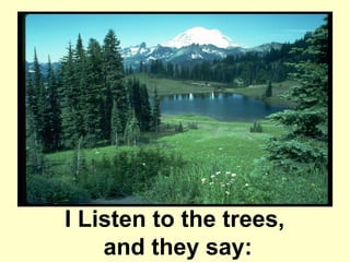 I Listen to the trees,
    and they say:
 