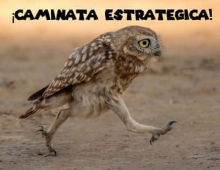 ¡caminata estrategica!
 